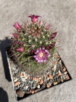 Mammillaria backebergiana